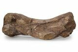 Dinosaur (Triceratops) Metatarsal w/ Metal Stand - Wyoming #356933-2